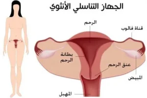 علاج جفاف المهبل