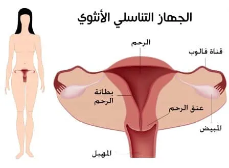 جفاف المهبل