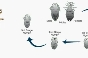 علاج القمل , طرق منزلية لعلاج القمل