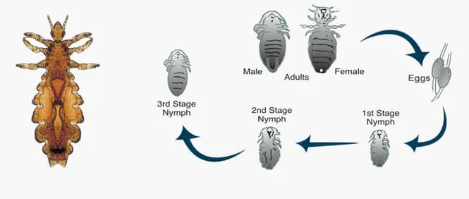 علاج القمل , طرق منزلية لعلاج القمل