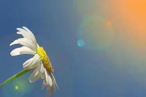 اجمل عبارات صباح الخير