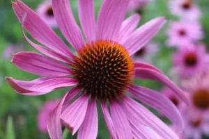 أعشاب مضادة للفيروسات