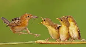 اشياء تجلب البركة