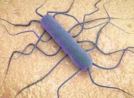 مرض الليستيريا أو ما يعرف بالتسمم الغذائي