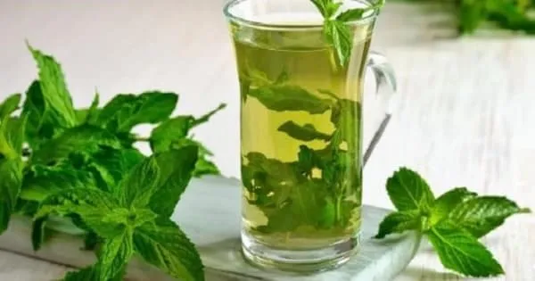 فوائد النعناع للحامل