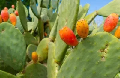 الصبار للشعر