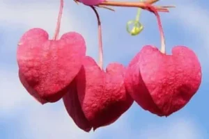 أجمل خاطرة عن طيبة قلب