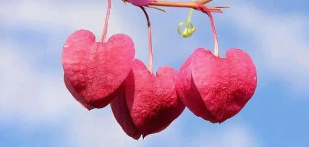 أجمل خاطرة عن طيبة القلب