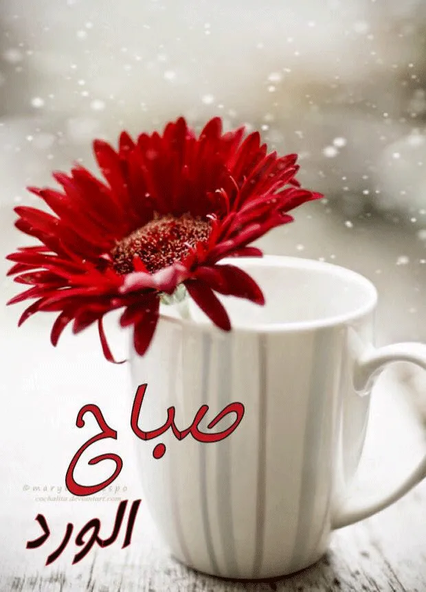 صباح الورد و الياسمين sabah el ward el yasmine